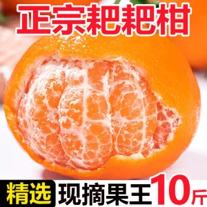 耙耙柑四川橘子